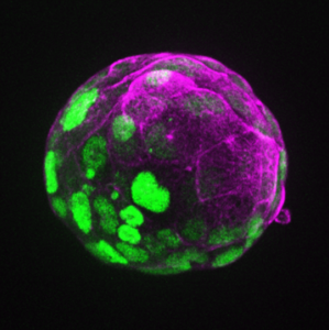 An axis of protein expression in a mouse blastoid