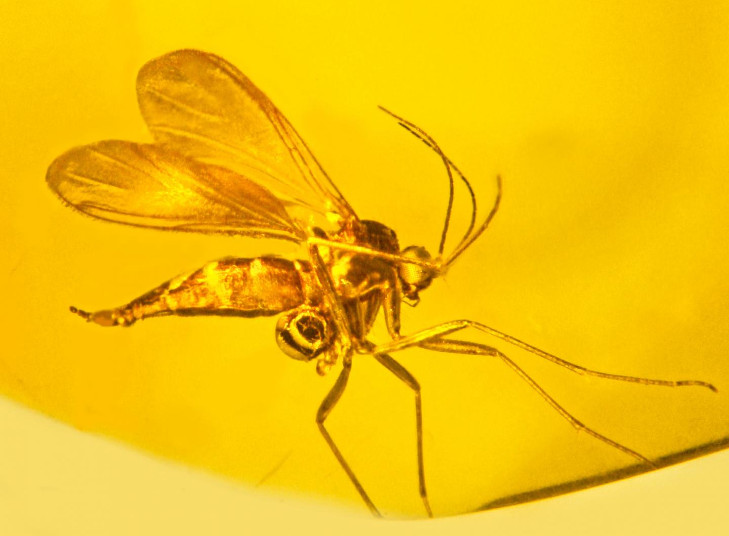 Fungus Gnat