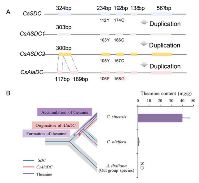 Evolutionary origin and functional role of CsAlaDC in theanine biosynthesis in C. sinensis.