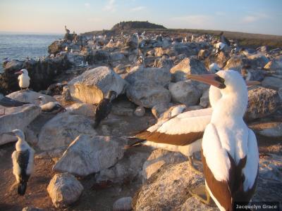 Nazca Booby Nestlings