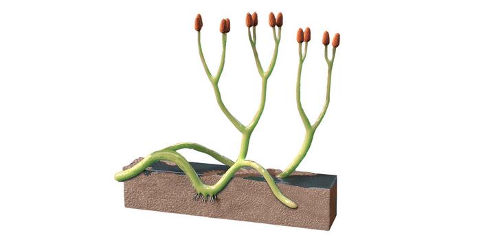 Illustration of early land plant Aglaophyton majus