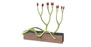 Illustration of early land plant Aglaophyton majus