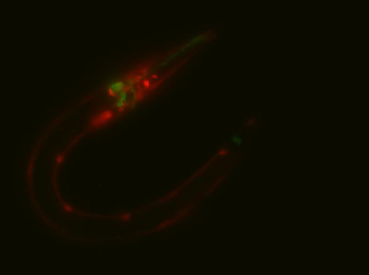 C. Elegans Under A Microscope