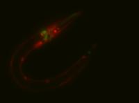 C. Elegans Under A Microscope