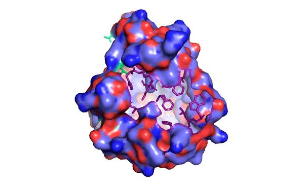 Rotating Image of Liver Protein Involved in Hepatitis C Infection