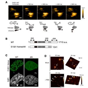 Structural features of CHD1 and visualization of its condensate formation