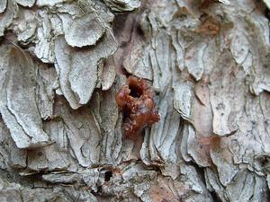 Spruce resin