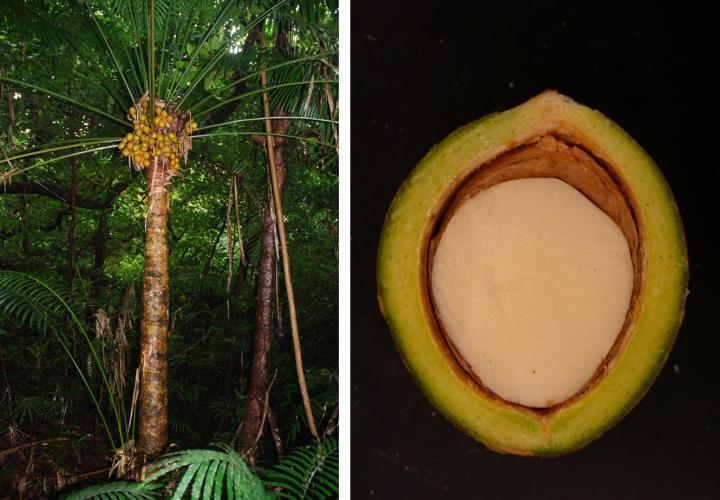 <i>Cycas Micronesica</i> Seeds