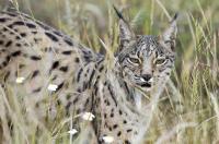 Iberian Lynx (2 of 3)