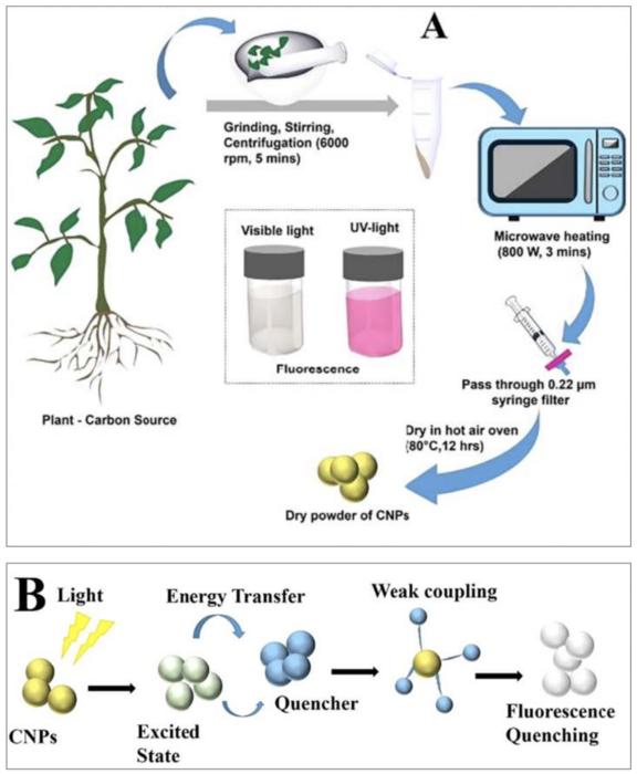 Synthesis of plant-derived carbon nanoparticles and metal-ion sensing by them