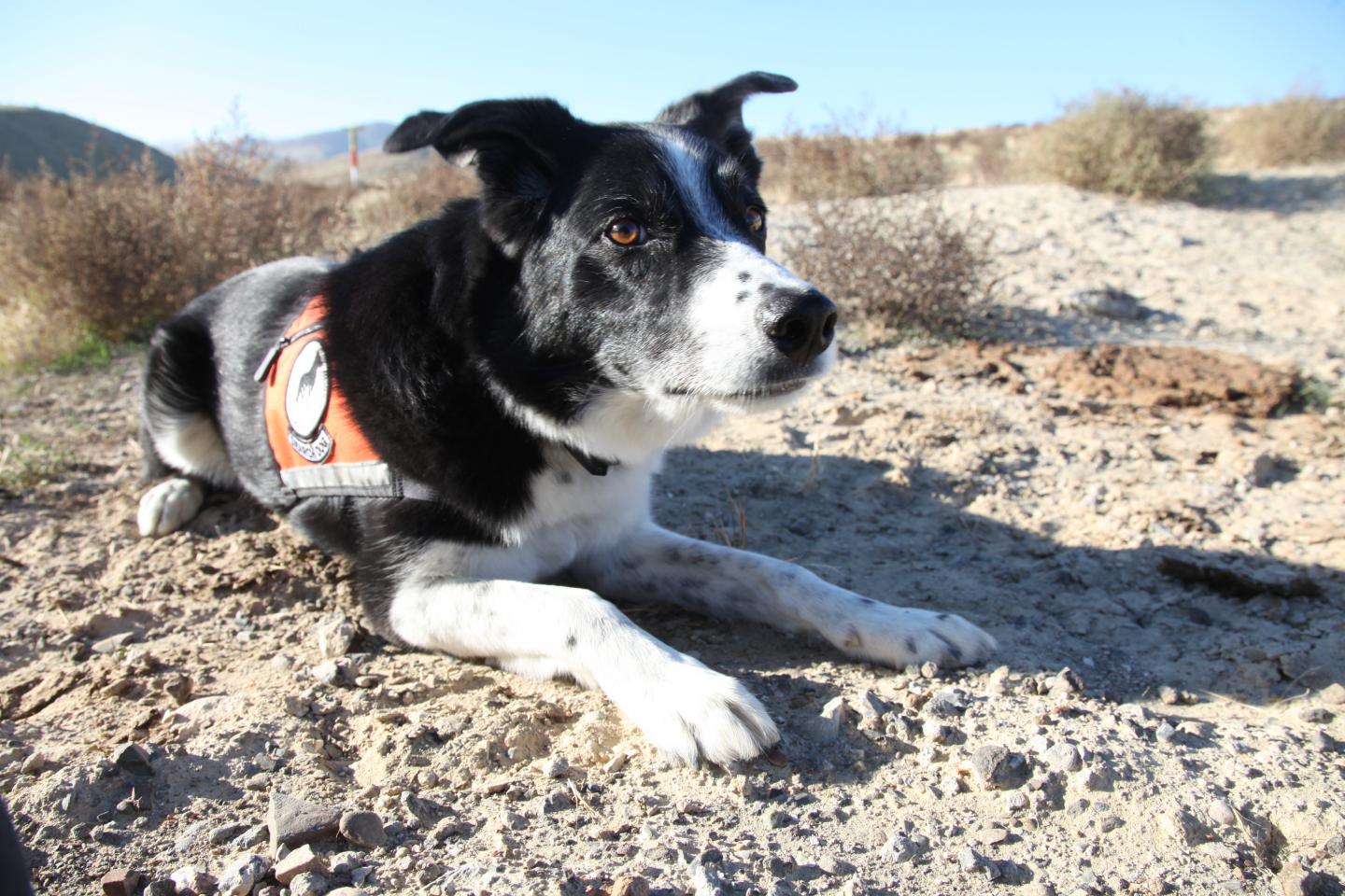 Detection Dog Seamus