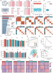 Network perturbation analysis identifies three molecular subtypes with distinct clinical outcomes and therapeutic vulnerabilities in endometrial cancer