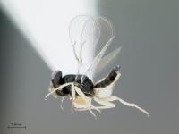 Wasp