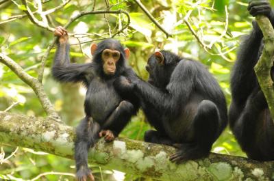 Chimpanzee