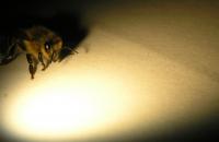 Honey Bee 2