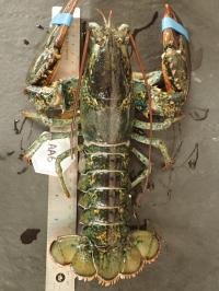 Healthy Lobster