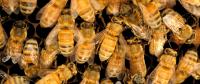 Bees in Nest