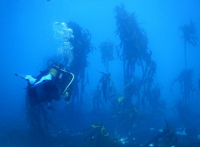 Climate-driven losses in seaweed carbon sequestration outpace habitat restoration gains