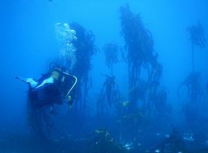 Climate-driven losses in seaweed carbon sequestration outpace habitat restoration gains