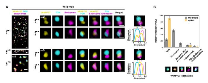 AP-4 complex mediates the sorting of VAMP727 for vacuolar transport at the trans-Golgi network