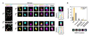AP-4 complex mediates the sorting of VAMP727 for vacuolar transport at the trans-Golgi network