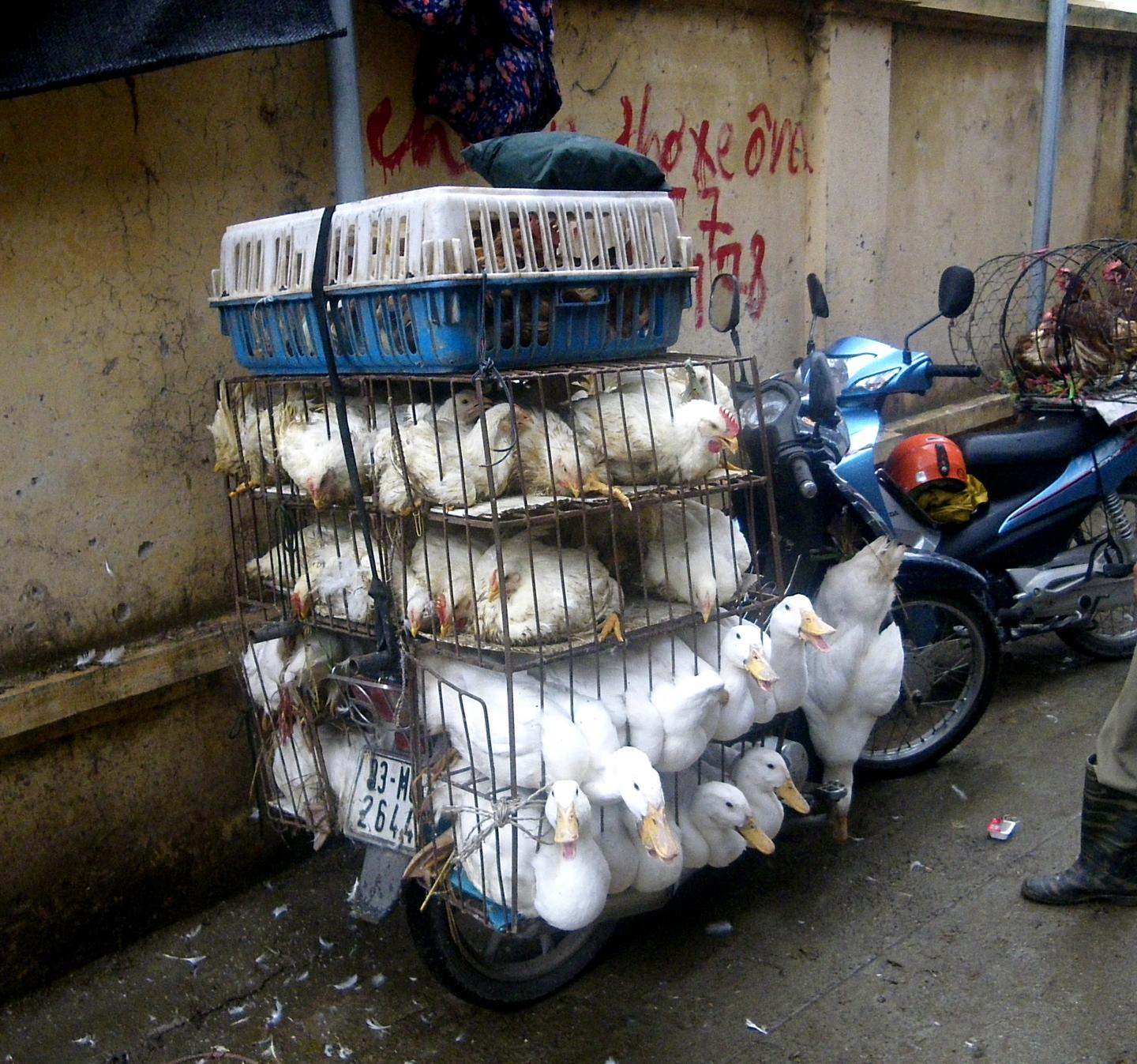 Poultry Trader - 2