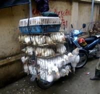 Poultry Trader - 2