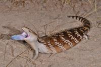 Adult Blue-tongue Lizard