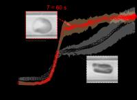 Figure 2: Drastic Difference in Red Blood Cell (RBC) Deformability in Response to Different Loading 