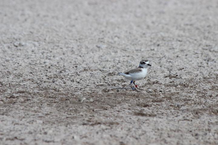 Female snowy plover