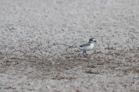 Female snowy plover