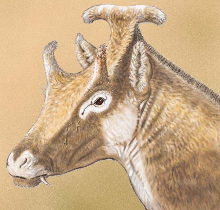Extinct Three-Horned Palaeomerycid Ruminant Found in Spain