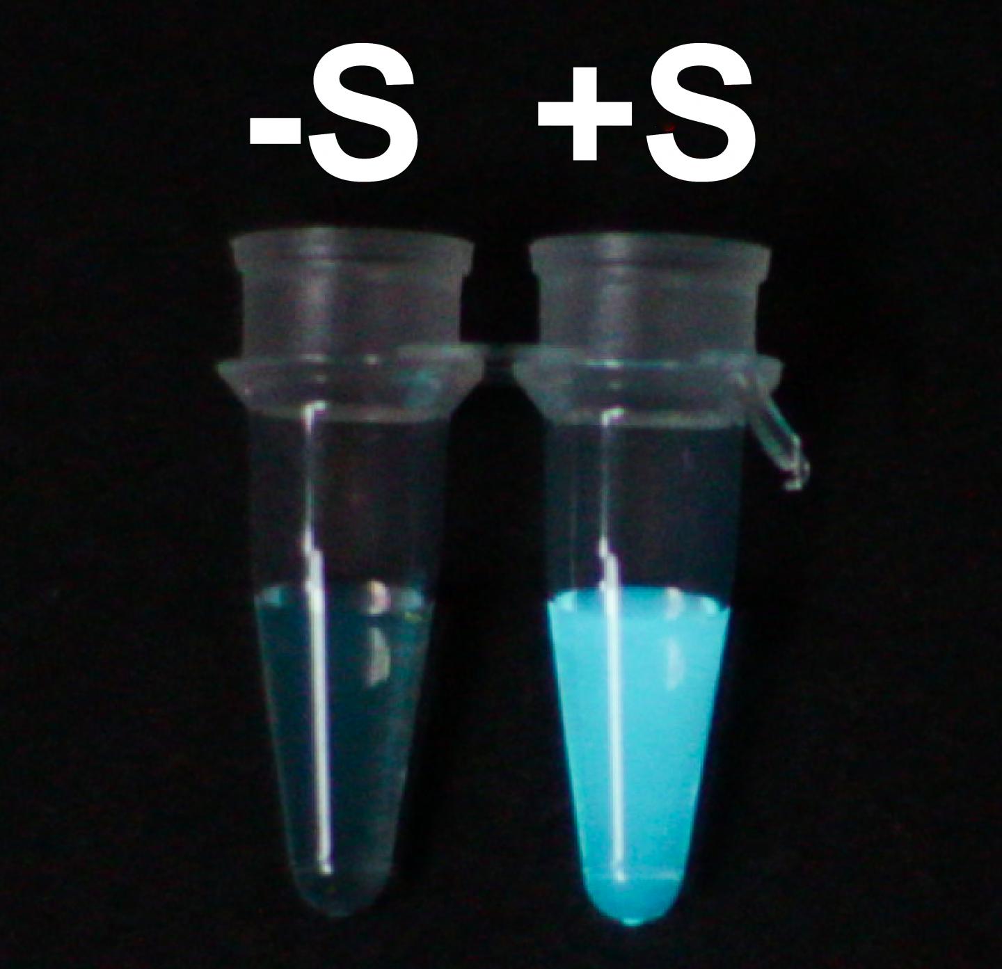 Example of Luminsecence Using Streptavidin as a Substrate
