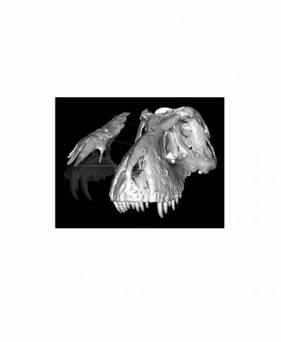 T-rex Nasal Bones
