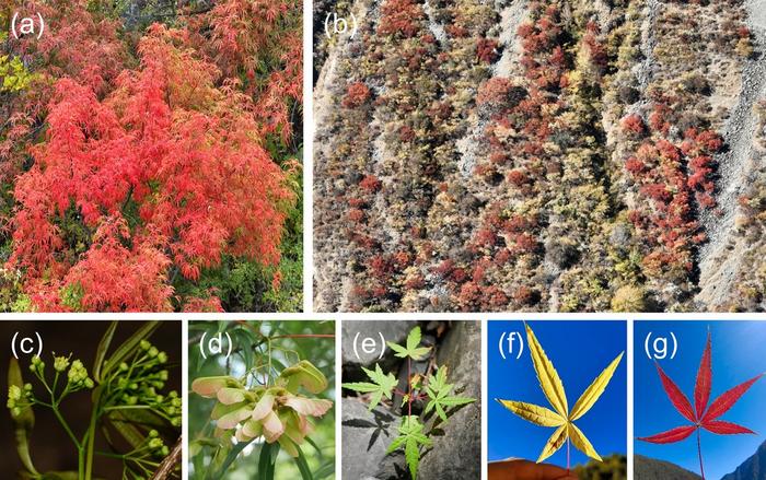 Photographs of A. pentaphyllum.