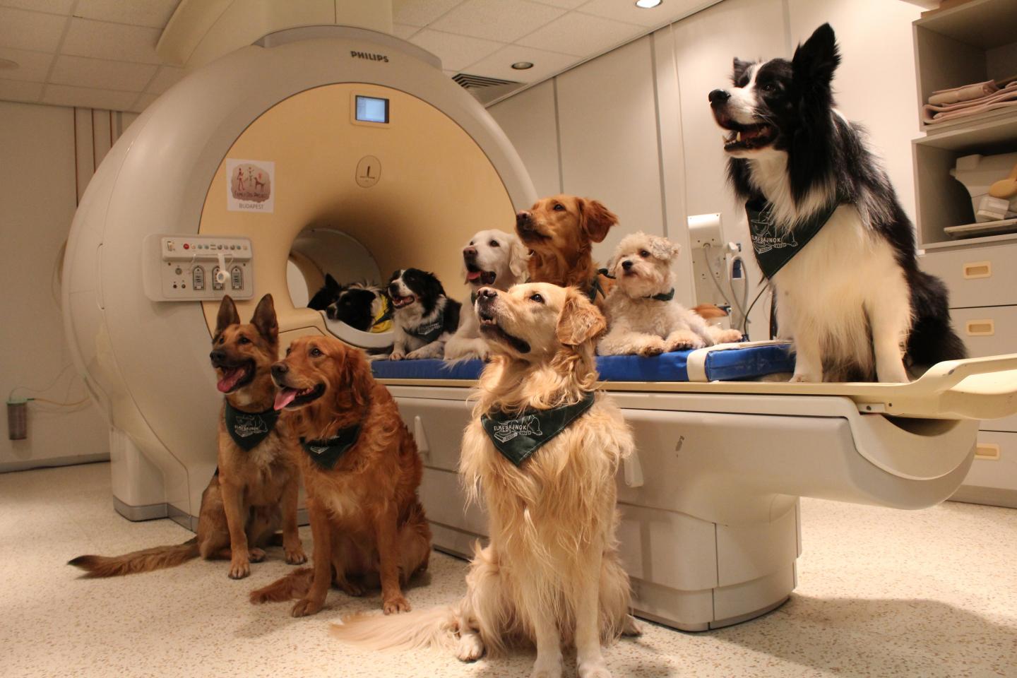 Dogs Understand Both Vocabulary and Intonation of Human Speech (1 of 3)