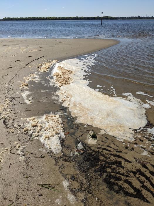 Sea foam could contain more ‘forever chemicals’ than water below, study finds