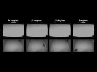 Mice Responding to Moving Objects 2