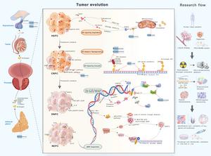 Figure 3. Dynamic progression of PCa to therapy-resistant states and corresponding interventions.
