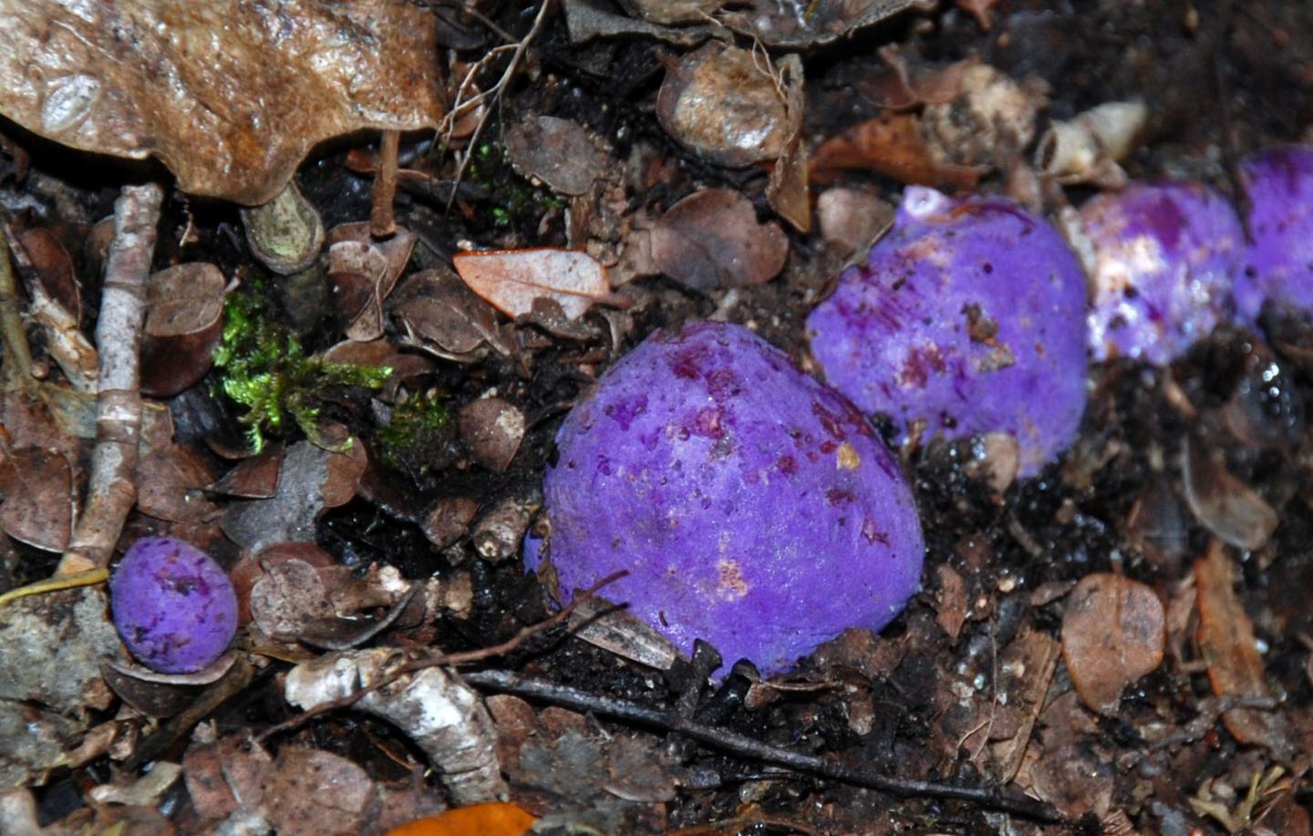 Fruit-mimicking Fungi
