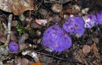 Fruit-mimicking Fungi