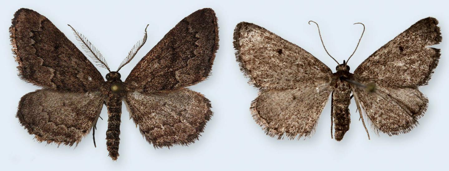 Male and Female of the Portuguese Mystery Moth