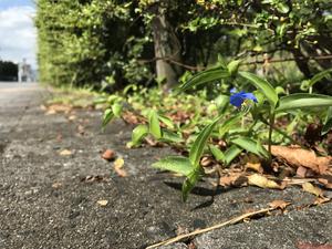 251125-Ushimaru-Divergence-Plant