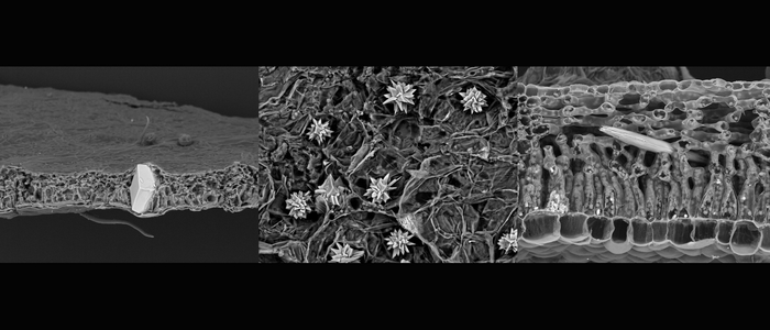 Microscopy images