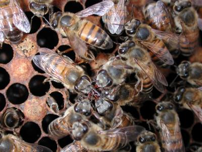 MSU Bees