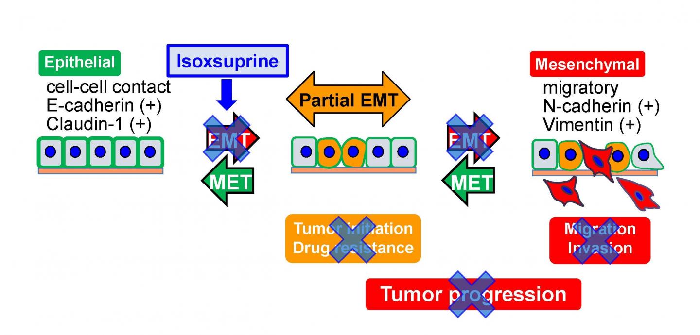 Activation of β2-adrenergic receptor signals inhibit progression of oral cancer by suppressing mesenchymal phenotypes