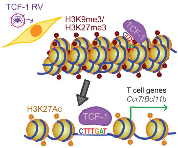 Chromatin Opening