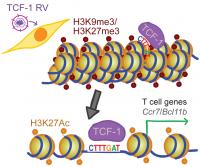 Chromatin Opening