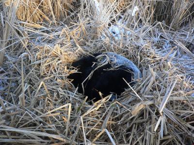 Bear Denning in Cattail Swamp