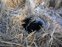 Bear Denning in Cattail Swamp